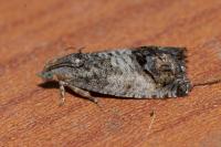 Cydia splendana