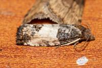 Spilonota ocellana