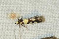 Eratophyes amasiella