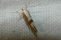 Argyresthia pruniella