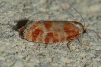 Rhyacionia pinicolana
