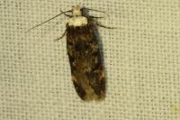 Endrosis sarcitrella