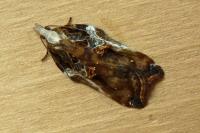 Acleris cristana