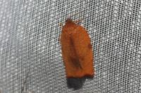 Cacoecimorpha pronubana