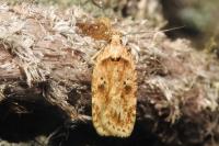Agonopterix arenella
