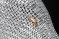 Phyllonorycter ulmifoliella