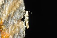 Argyresthia goedartella