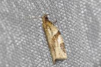 Clepsis spectrana