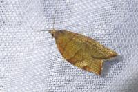 Pandemis corylana