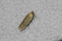 Bryotropha