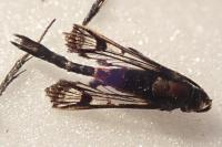 Synanthedon myopaeformis