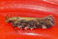 Aristotelia decoratella