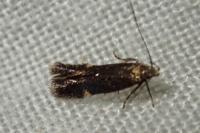 Aproaerema anthyllidella