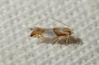 Phyllonorycter roboris