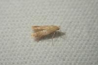 Tischeria
