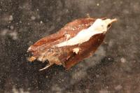 Ypsolopha dentella