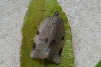Lozotaenia forsterana