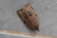 Lozotaenia forsterana