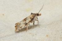Neocochylis molliculana