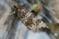 Celypha rivulana
