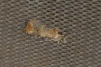 Lobesia botrana
