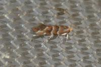 Cameraria ohridella