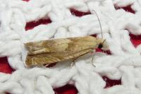 Eucosma conterminana
