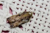 Acleris cristana