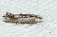 Ypsolopha scabrella