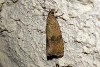 Celypha striana