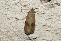 Celypha striana