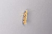 Aristotelia decoratella