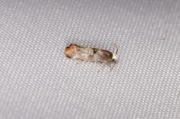 Swammerdamia pyrella