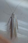 Coleophora