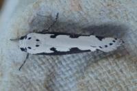 Ethmia bipunctella