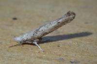 Paradoxus osyridellus