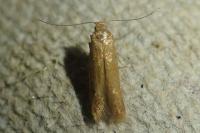 Tischeria