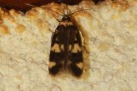 Oegoconia
