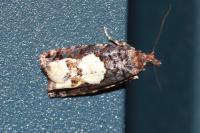 Epinotia trigonella