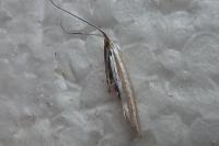 Coleophora