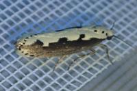 Ethmia bipunctella
