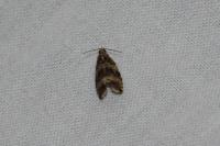 Celypha