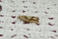 Eucosma conterminana