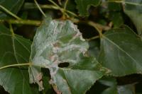 Phyllocnistis unipunctella