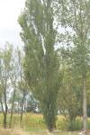 Phyllocnistis unipunctella
