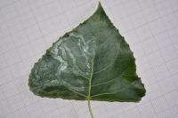 Phyllocnistis unipunctella