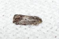 Cydia splendana