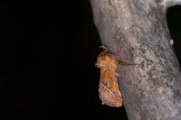 Triodia sylvina
