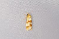 Aethes sanguinana