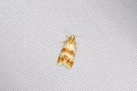 Aethes sanguinana
